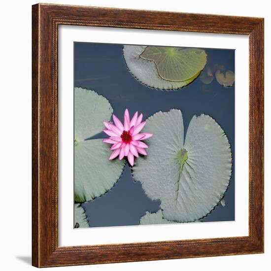 Water Lily on Hoan Kiem Lake, Hanoi, Vietnam-JoSon-Framed Photographic Print