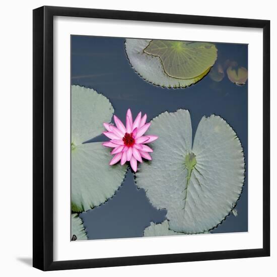 Water Lily on Hoan Kiem Lake, Hanoi, Vietnam-JoSon-Framed Photographic Print