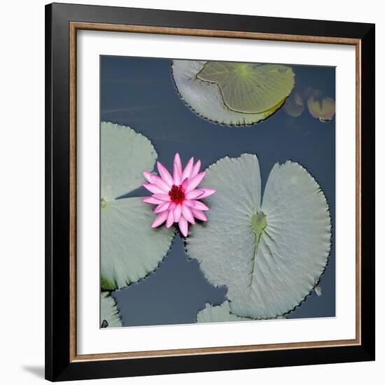 Water Lily on Hoan Kiem Lake, Hanoi, Vietnam-JoSon-Framed Photographic Print