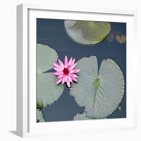 Water Lily on Hoan Kiem Lake, Hanoi, Vietnam-JoSon-Framed Photographic Print