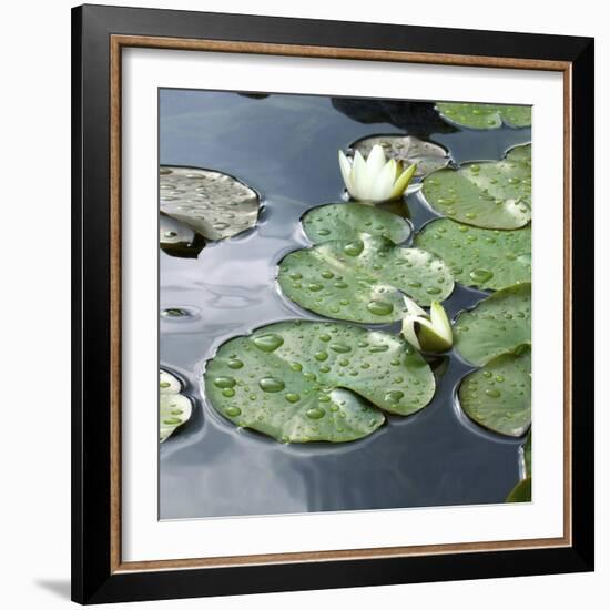 Water Lily Pond-Anna Miller-Framed Photographic Print