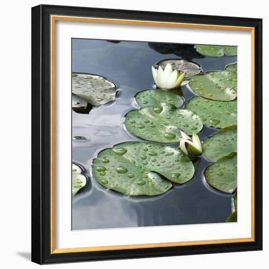 Water Lily Pond-Anna Miller-Framed Photographic Print