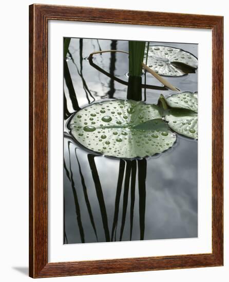 Water Lily Pond-Anna Miller-Framed Photographic Print