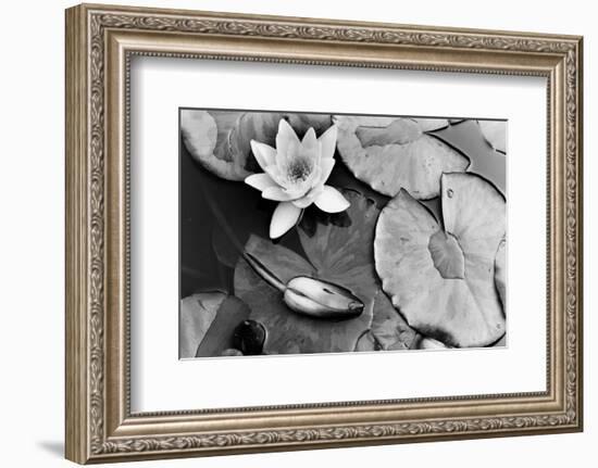 Water Lily Splendor, Central Park-null-Framed Premium Giclee Print