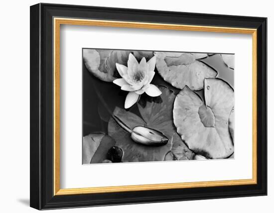 Water Lily Splendor, Central Park-null-Framed Premium Giclee Print