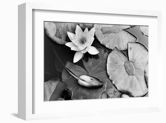 Water Lily Splendor, Central Park-null-Framed Art Print