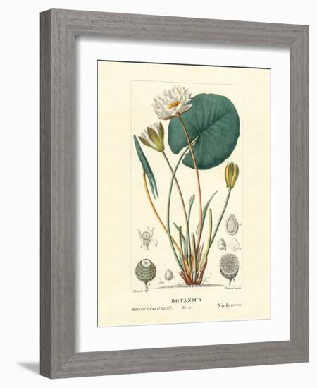 Water Lily - Vintage Botanical Illustration, 1837-PIerre Jean Francis Turpin-Framed Art Print