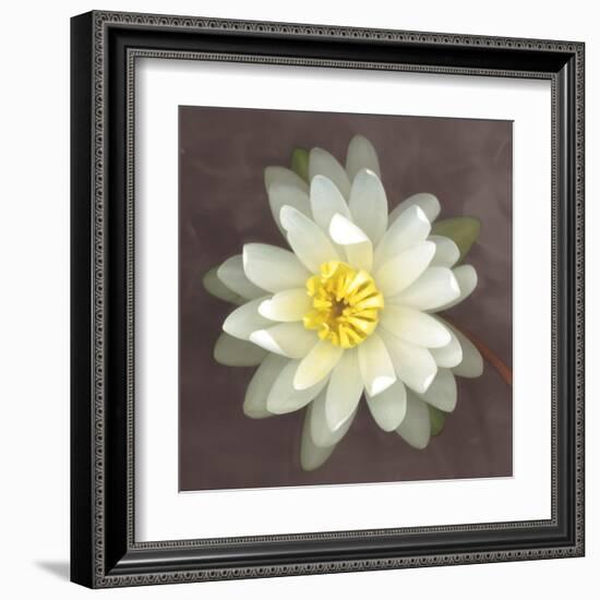 Water Lily-Erin Clark-Framed Art Print