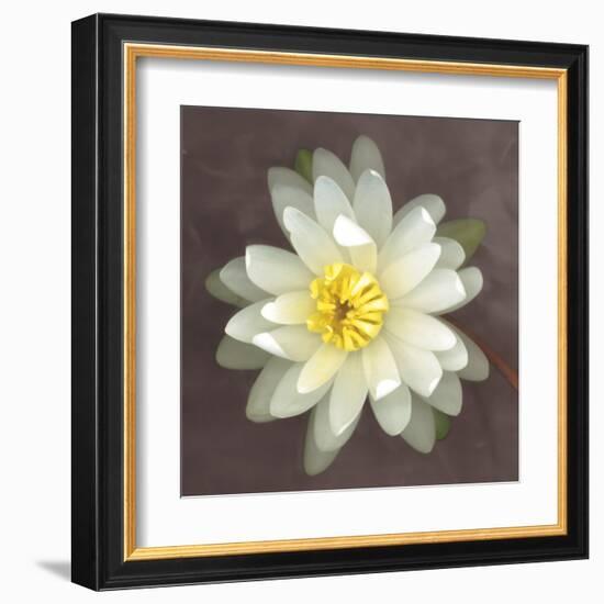 Water Lily-Erin Clark-Framed Art Print