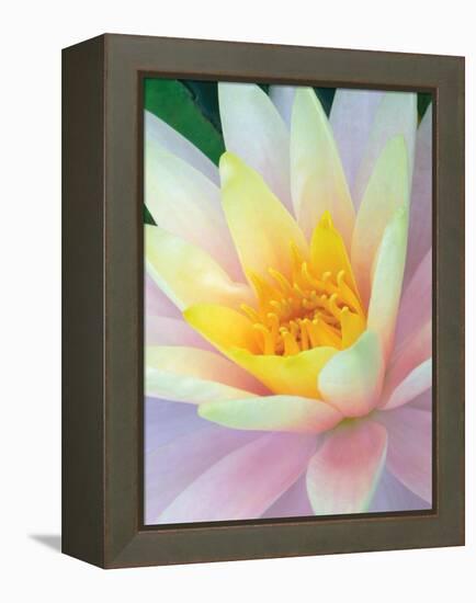 Water Lily-Jim Christensen-Framed Premier Image Canvas