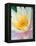 Water Lily-Jim Christensen-Framed Premier Image Canvas