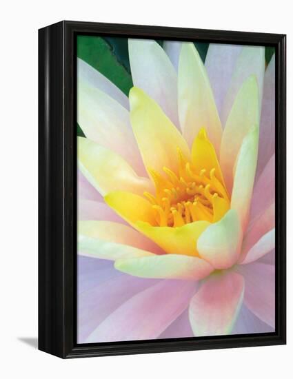 Water Lily-Jim Christensen-Framed Premier Image Canvas