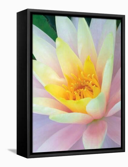 Water Lily-Jim Christensen-Framed Premier Image Canvas