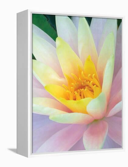 Water Lily-Jim Christensen-Framed Premier Image Canvas