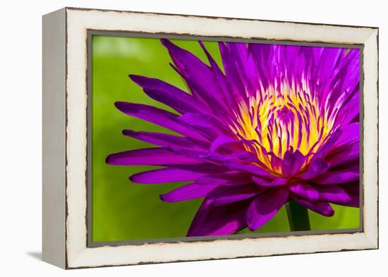 Water Lily-Dennis Goodman-Framed Premier Image Canvas