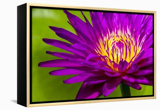 Water Lily-Dennis Goodman-Framed Premier Image Canvas