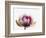 Water lily-null-Framed Photographic Print