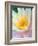 Water Lily-Jim Christensen-Framed Photographic Print