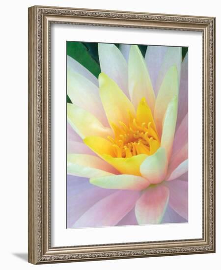 Water Lily-Jim Christensen-Framed Photographic Print