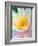 Water Lily-Jim Christensen-Framed Photographic Print