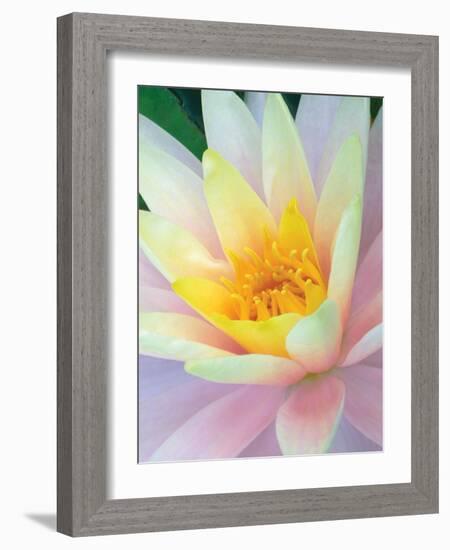 Water Lily-Jim Christensen-Framed Photographic Print