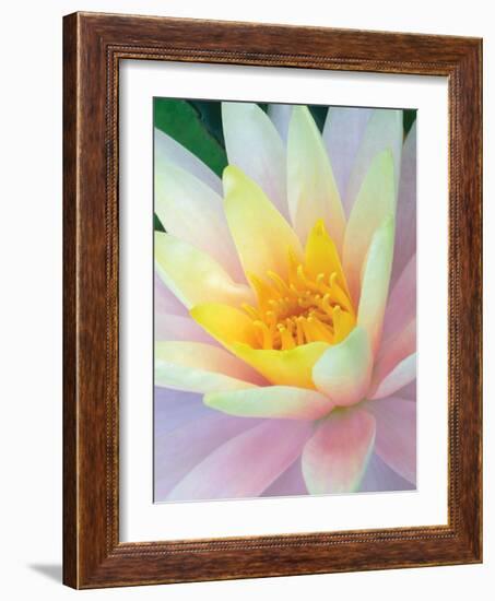 Water Lily-Jim Christensen-Framed Photographic Print