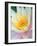 Water Lily-Jim Christensen-Framed Photographic Print