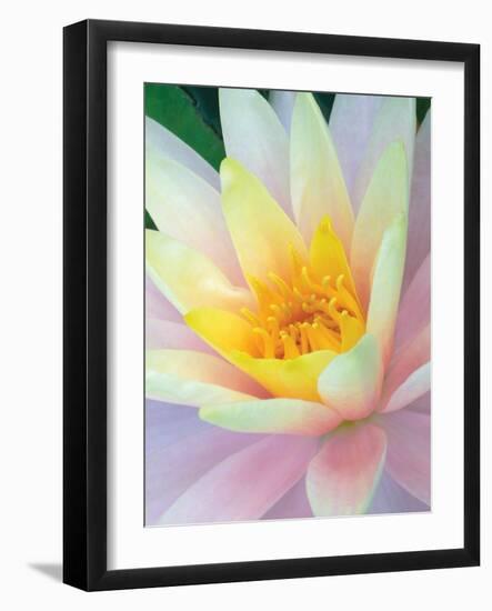 Water Lily-Jim Christensen-Framed Photographic Print