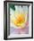 Water Lily-Jim Christensen-Framed Photographic Print