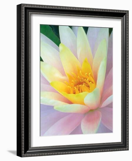 Water Lily-Jim Christensen-Framed Photographic Print