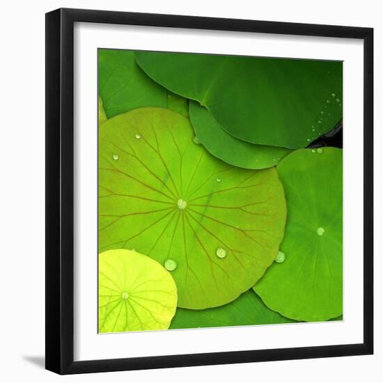 Water Lily-null-Framed Photographic Print