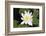 Water-Lily-Lynn M^ Stone-Framed Photographic Print