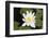 Water-Lily-Lynn M^ Stone-Framed Photographic Print