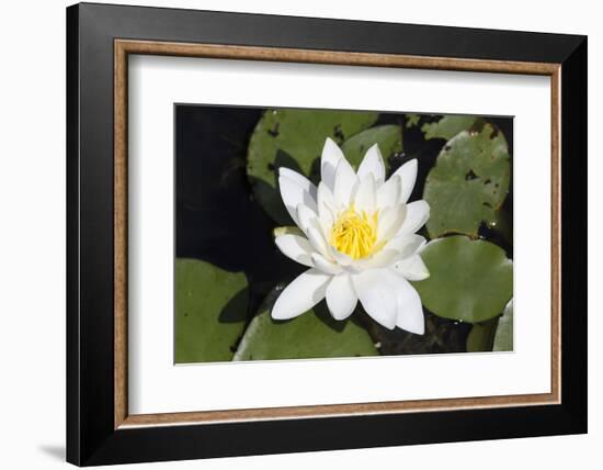 Water-Lily-Lynn M^ Stone-Framed Photographic Print