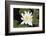 Water-Lily-Lynn M^ Stone-Framed Photographic Print