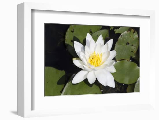 Water-Lily-Lynn M^ Stone-Framed Photographic Print