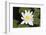 Water-Lily-Lynn M^ Stone-Framed Photographic Print