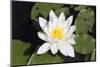 Water-Lily-Lynn M^ Stone-Mounted Photographic Print