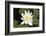 Water-Lily-Lynn M^ Stone-Framed Photographic Print