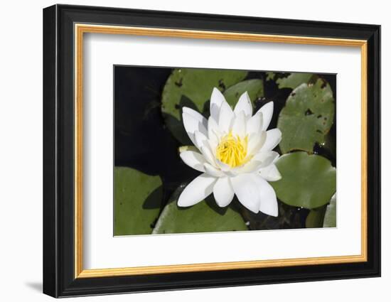 Water-Lily-Lynn M^ Stone-Framed Photographic Print