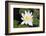 Water-Lily-Lynn M^ Stone-Framed Photographic Print