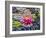 Water Lily-Toula Mavridou-Messer-Framed Giclee Print