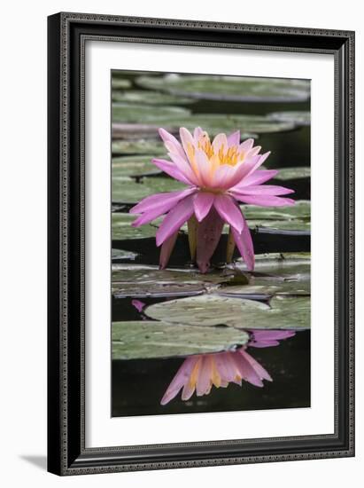 Water Lily-Brenda Petrella Photography LLC-Framed Giclee Print