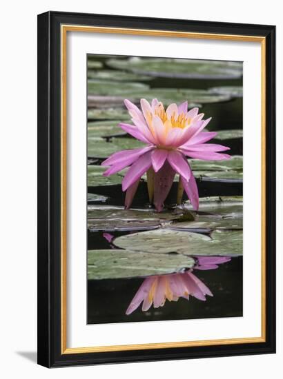 Water Lily-Brenda Petrella Photography LLC-Framed Giclee Print