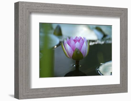 Water lily-Michael Scheufler-Framed Photographic Print