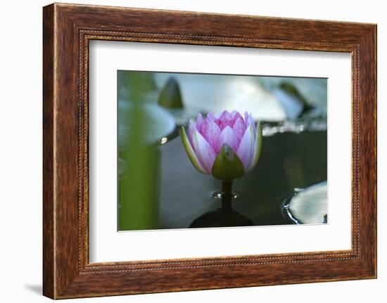 Water lily-Michael Scheufler-Framed Photographic Print