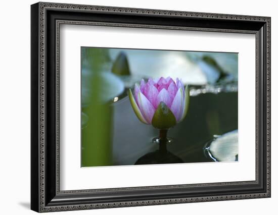Water lily-Michael Scheufler-Framed Photographic Print