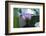 Water lily-Michael Scheufler-Framed Photographic Print