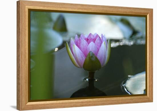 Water lily-Michael Scheufler-Framed Premier Image Canvas