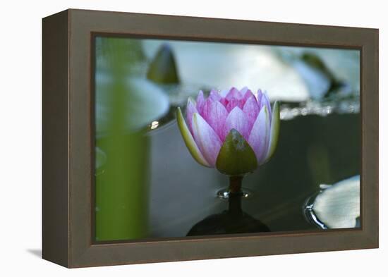 Water lily-Michael Scheufler-Framed Premier Image Canvas